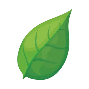Green leaf symbolizing spring and the seasonal impact on crane operations in Southern Massachusetts.